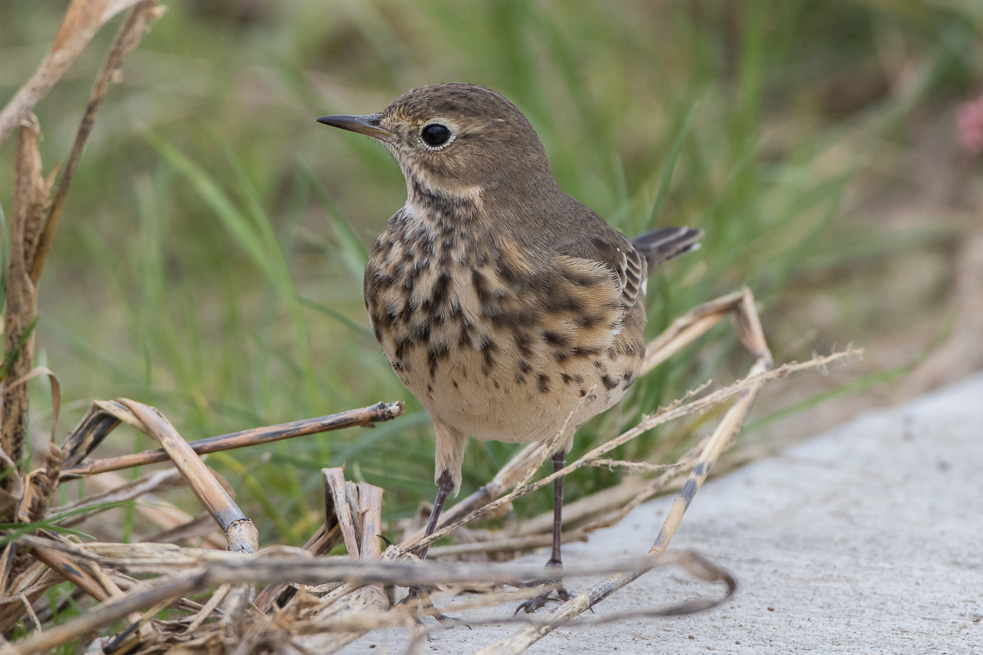 American Pipit – Jeremy Meyer Photography