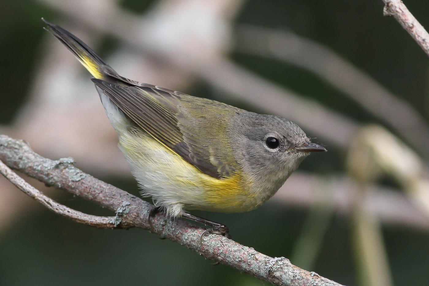 American Redstart Female Fall Jeremy Meyer Photography   American Redstart Female Fall 100 