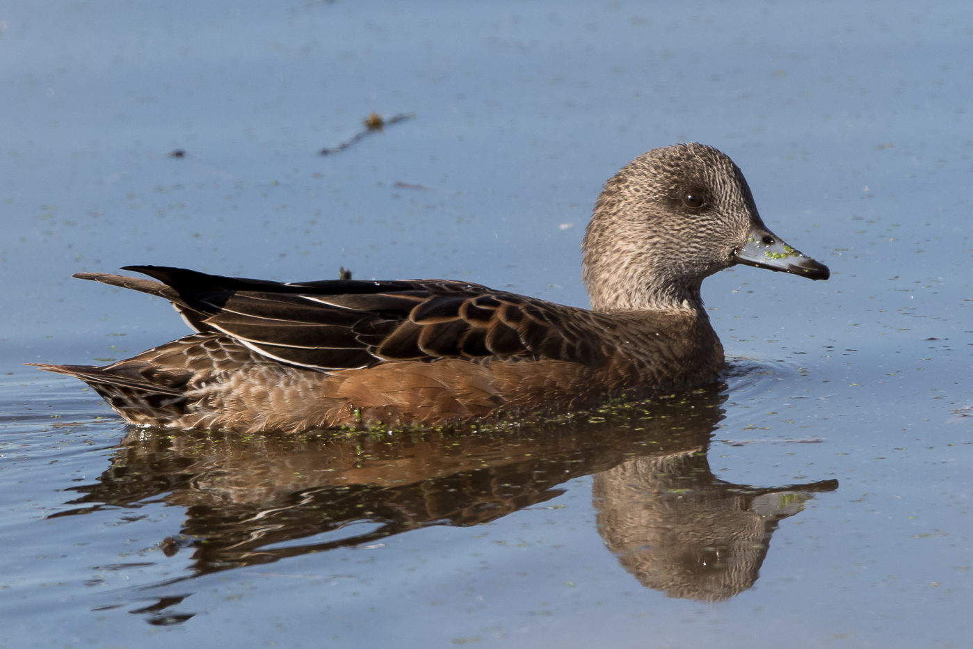 American Wigeon (female) – Jeremy Meyer Photography