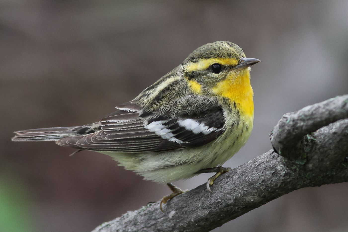 Blackburnian Warbler (female) – Jeremy Meyer Photography