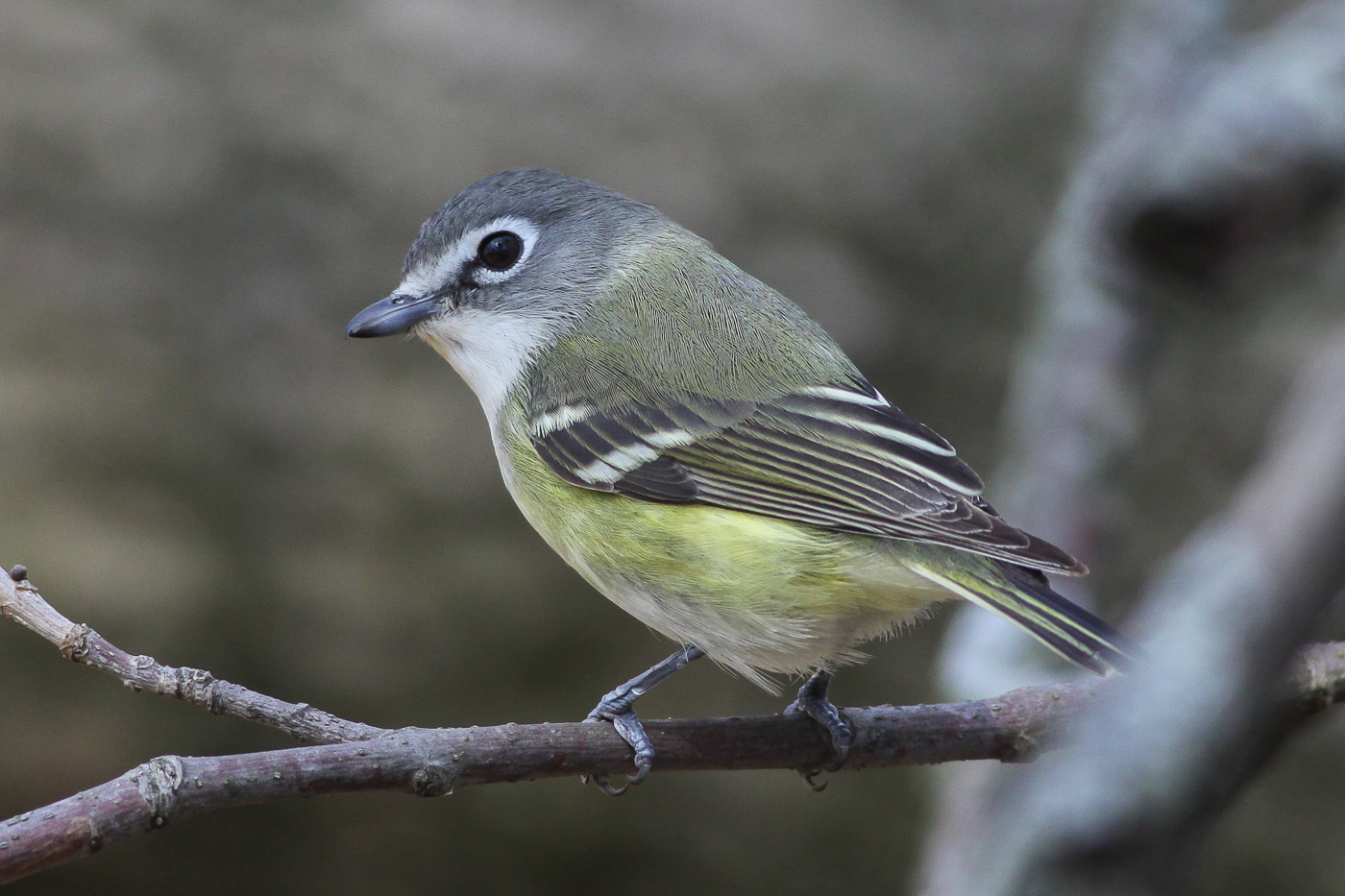 Blue-headed Vireo (male) – Jeremy Meyer Photography