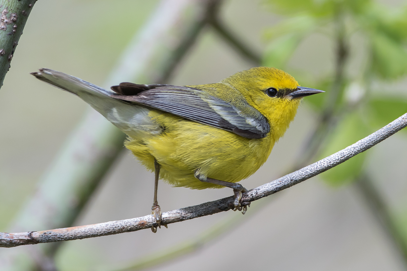 Blue-winged Warbler (female) – Jeremy Meyer Photography