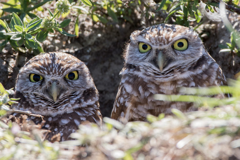 Burrowing Owl (mating Pair) – Jeremy Meyer Photography