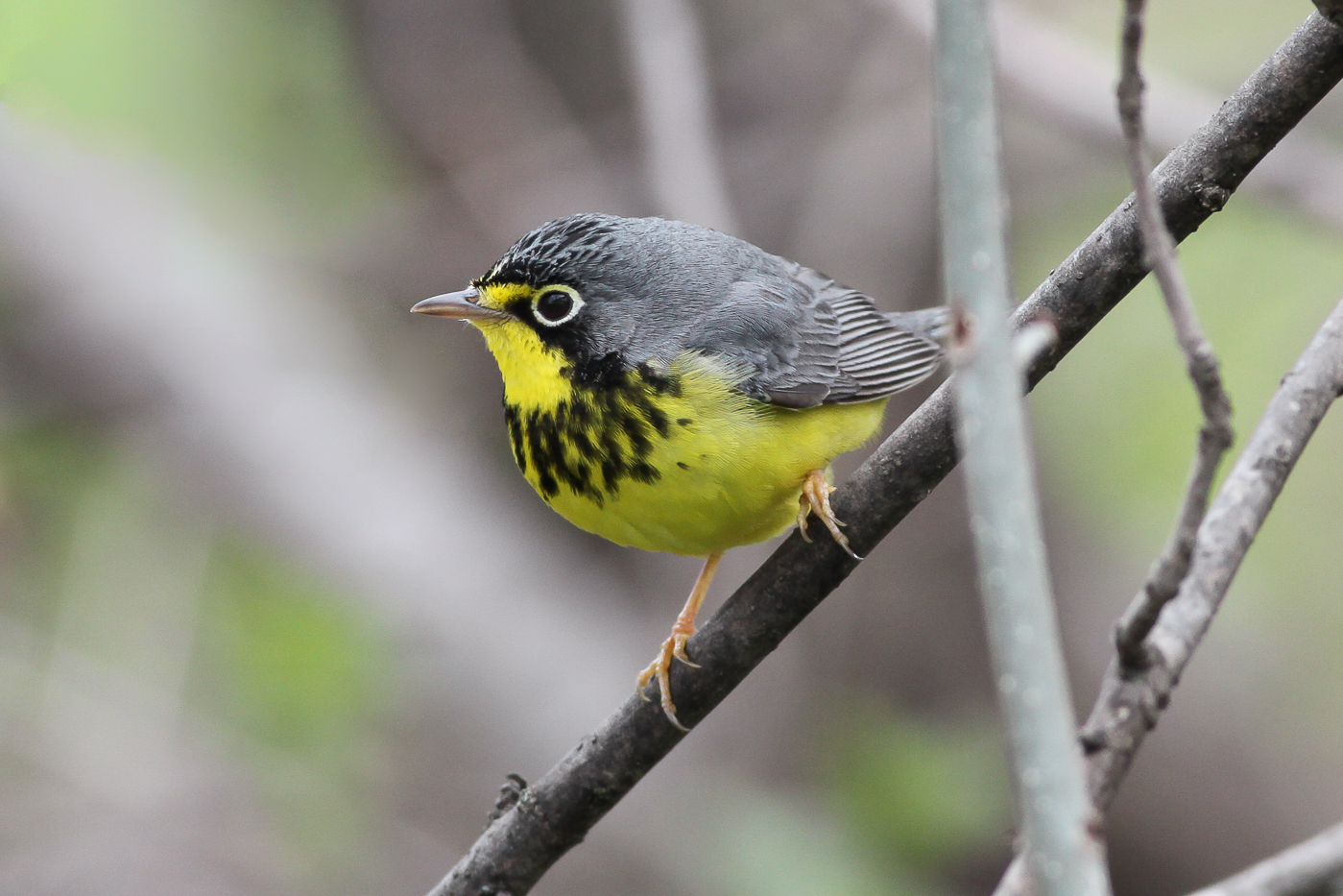 Canada Warbler (male) – Jeremy Meyer Photography