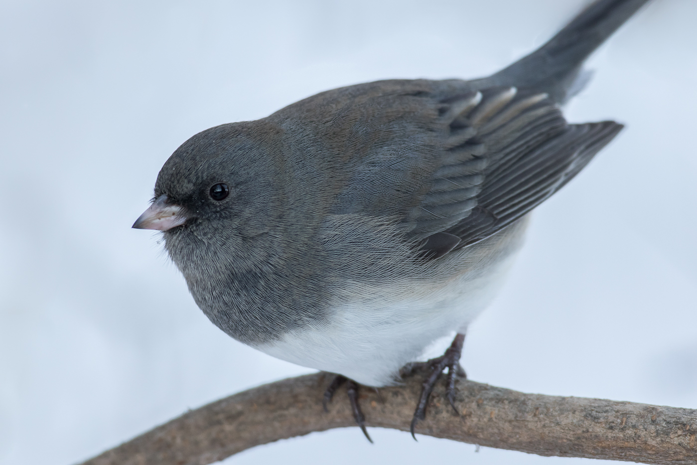 Dark-eyed Junco (Slate-colored-adult) – Jeremy Meyer Photography