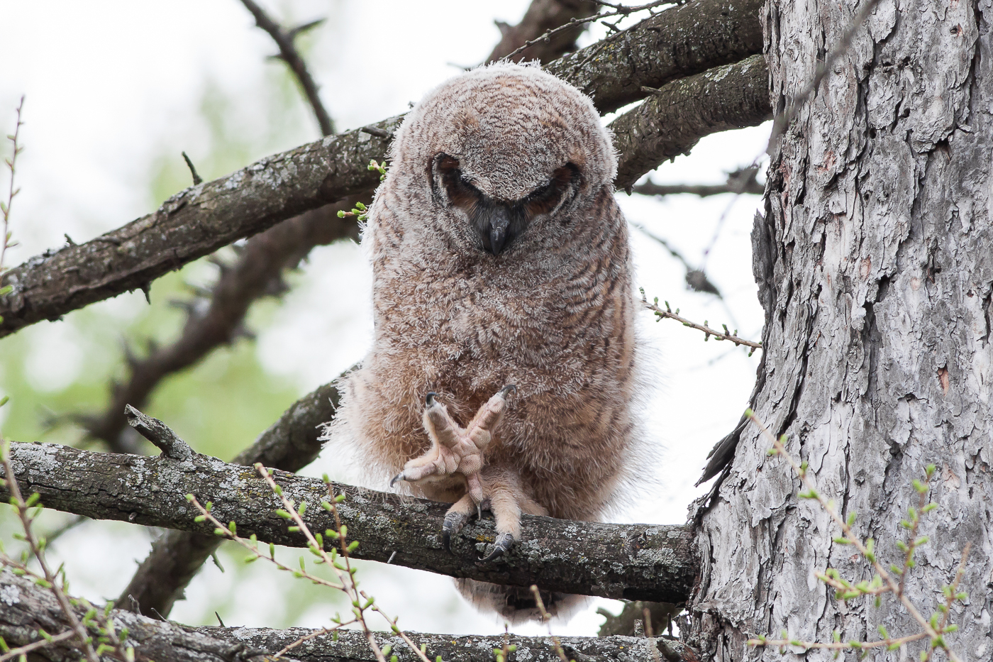 Great Horned Owl (owlet) – Jeremy Meyer Photography