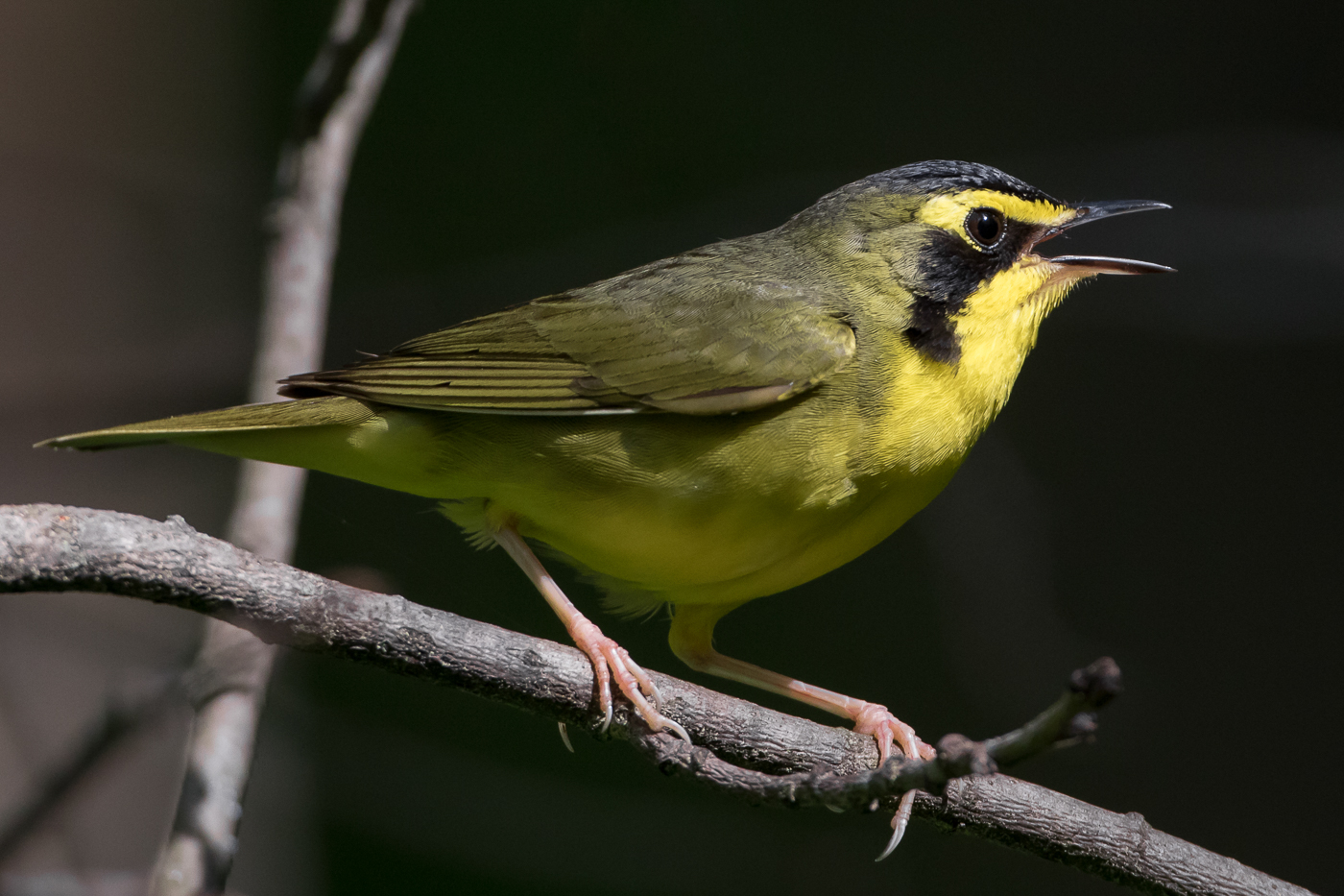 Kentucky Warbler (male-summer) – Jeremy Meyer Photography