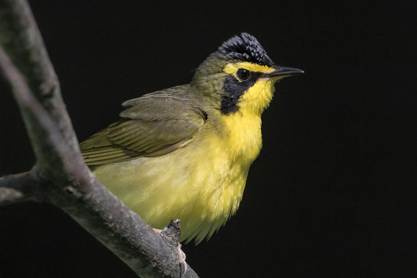 Kentucky Warbler (male-summer) – Jeremy Meyer Photography