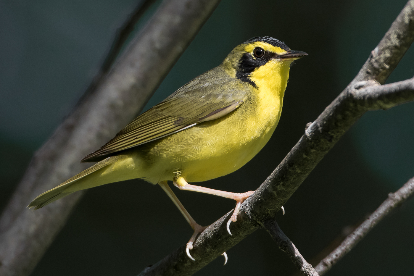 Kentucky Warbler (male-summer) – Jeremy Meyer Photography