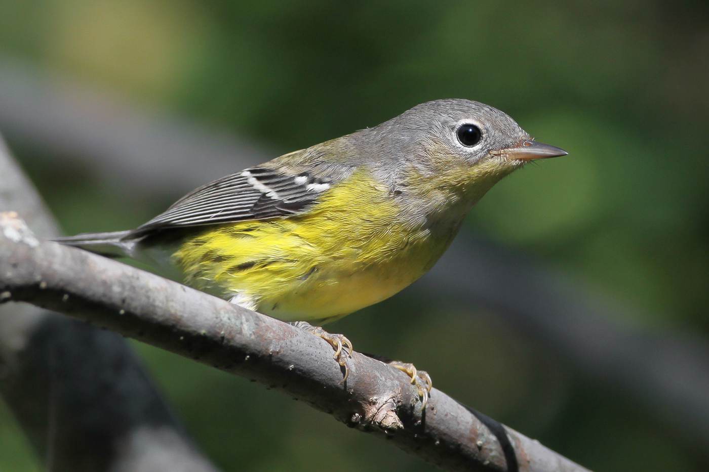 Magnolia Warbler (1st fall) – Jeremy Meyer Photography