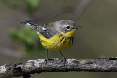 Magnolia Warbler (female) – Jeremy Meyer Photography