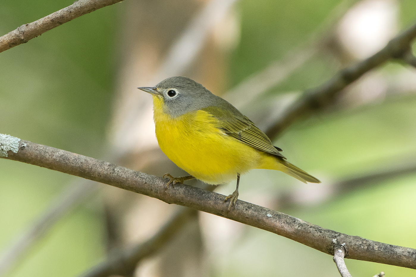 Nashville Warbler (male-fall) – Jeremy Meyer Photography