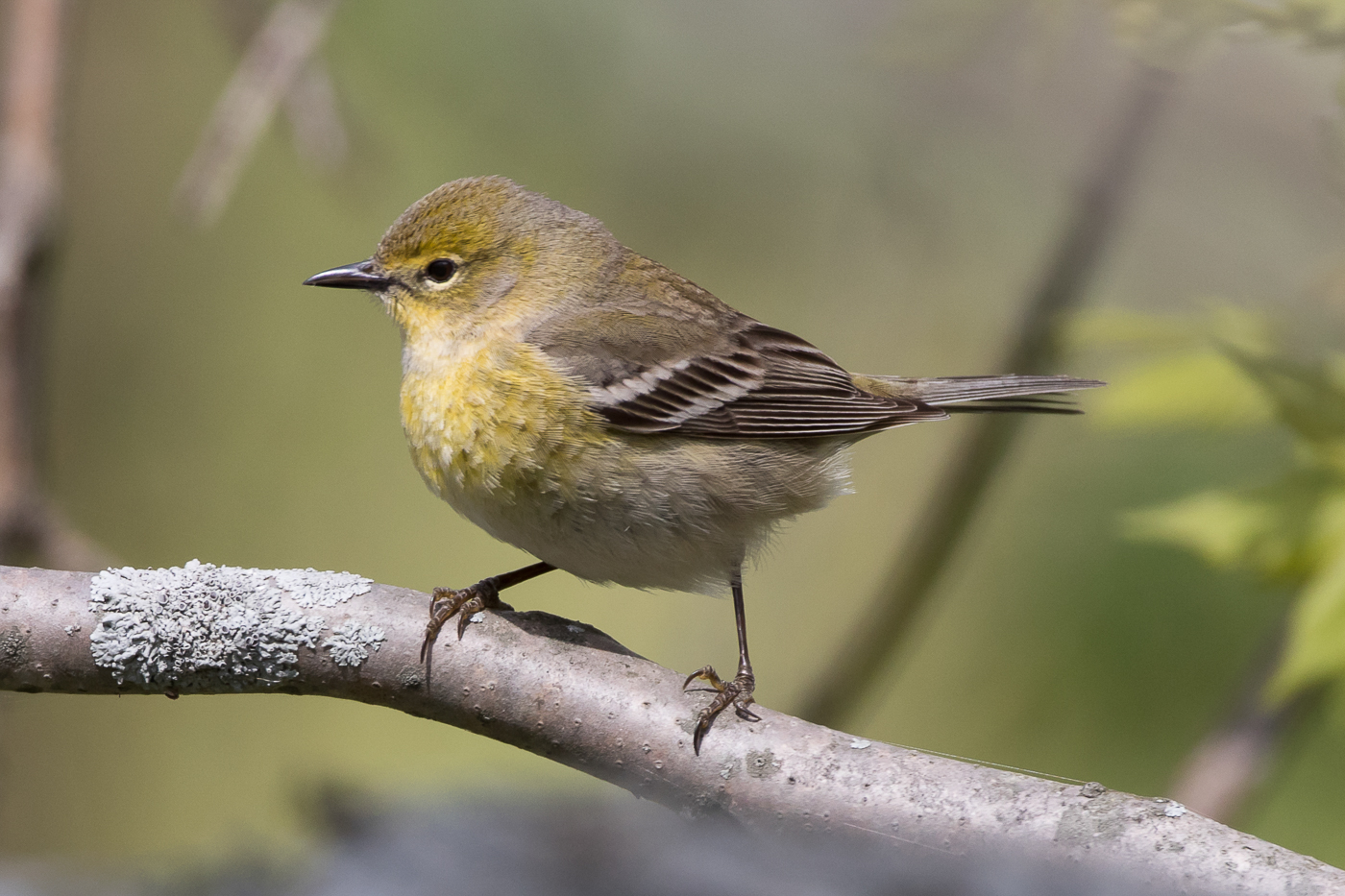 Pine Warbler (female) – Jeremy Meyer Photography