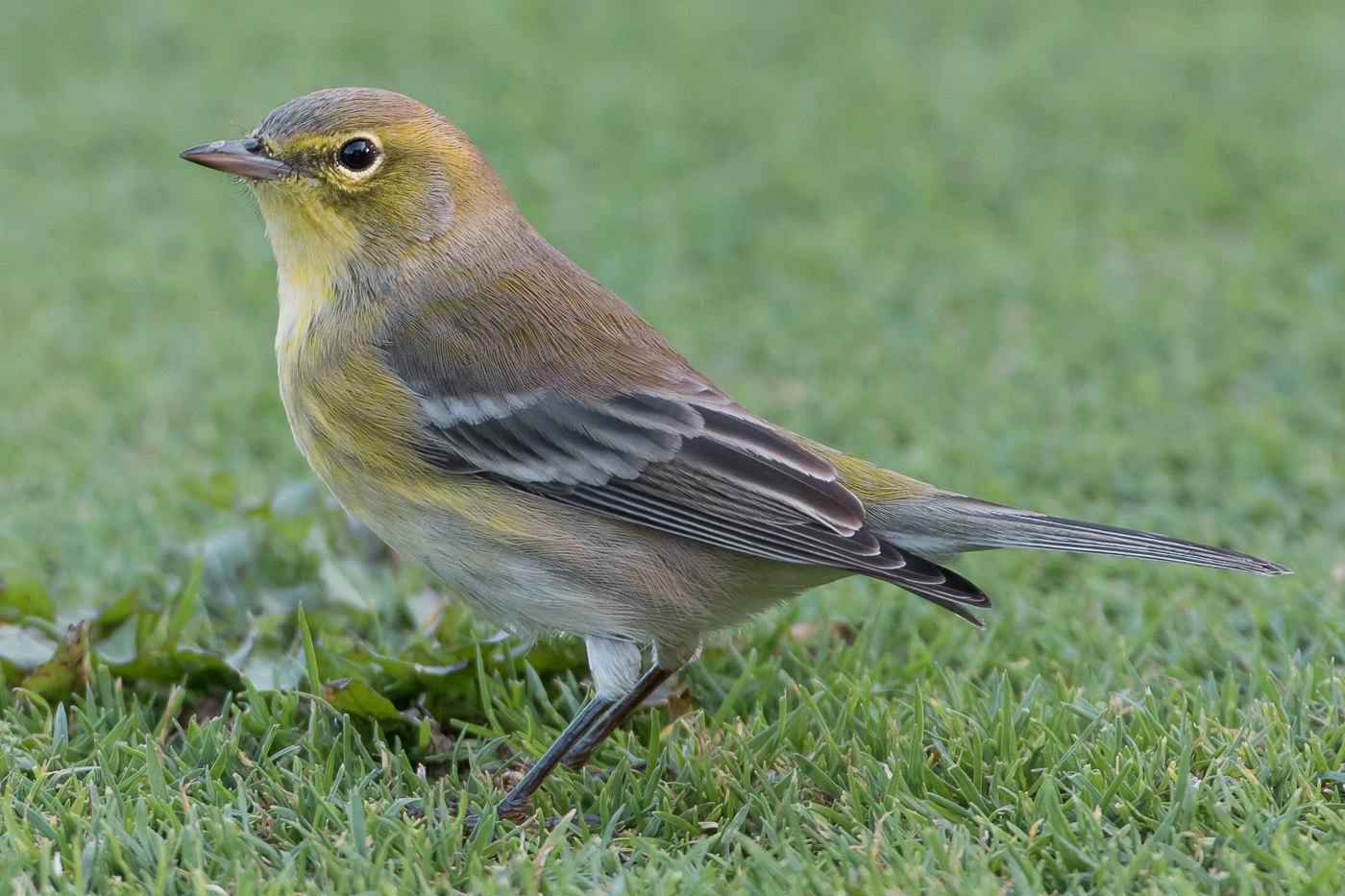 Pine Warbler (female-fall) – Jeremy Meyer Photography