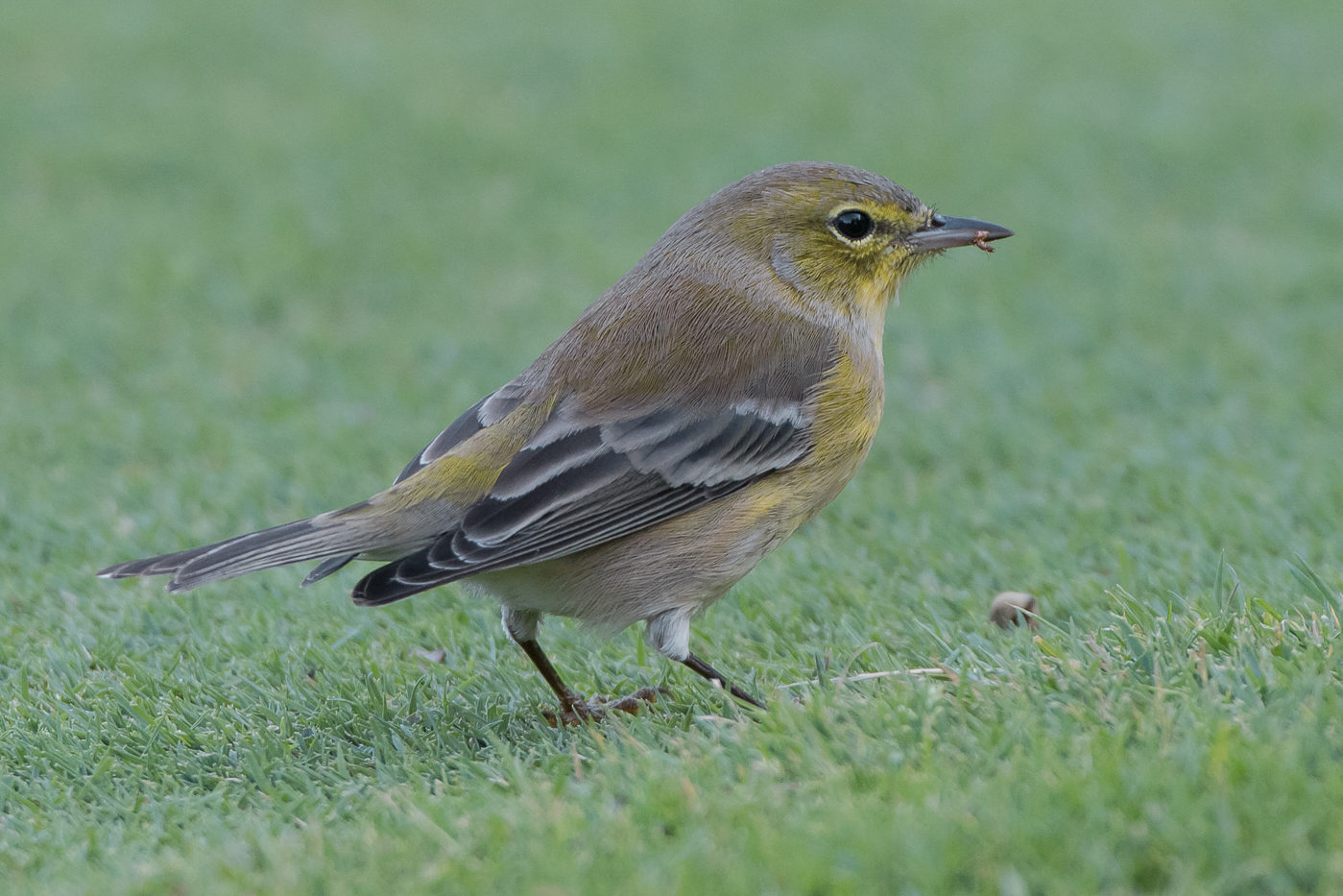 Pine Warbler (female-fall) – Jeremy Meyer Photography