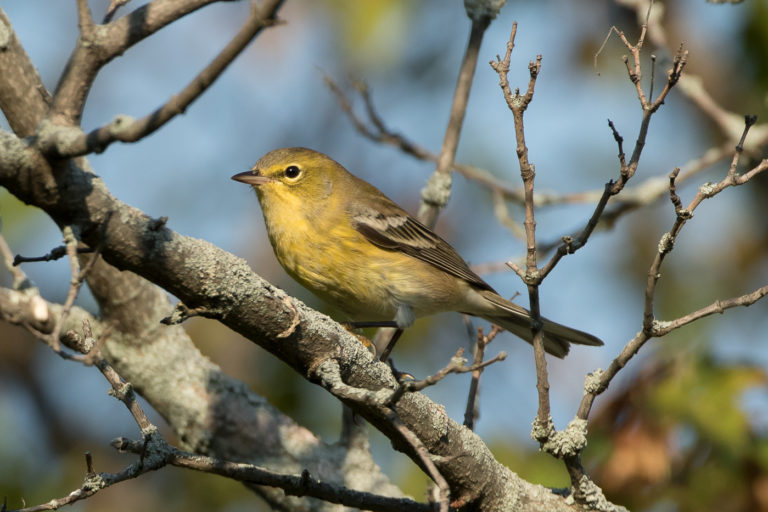 Pine Warbler (male-fall) – Jeremy Meyer Photography