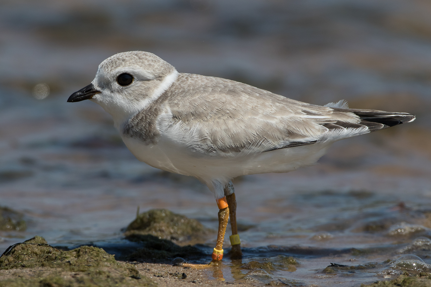 Piping Plover (juvenile) – Jeremy Meyer Photography