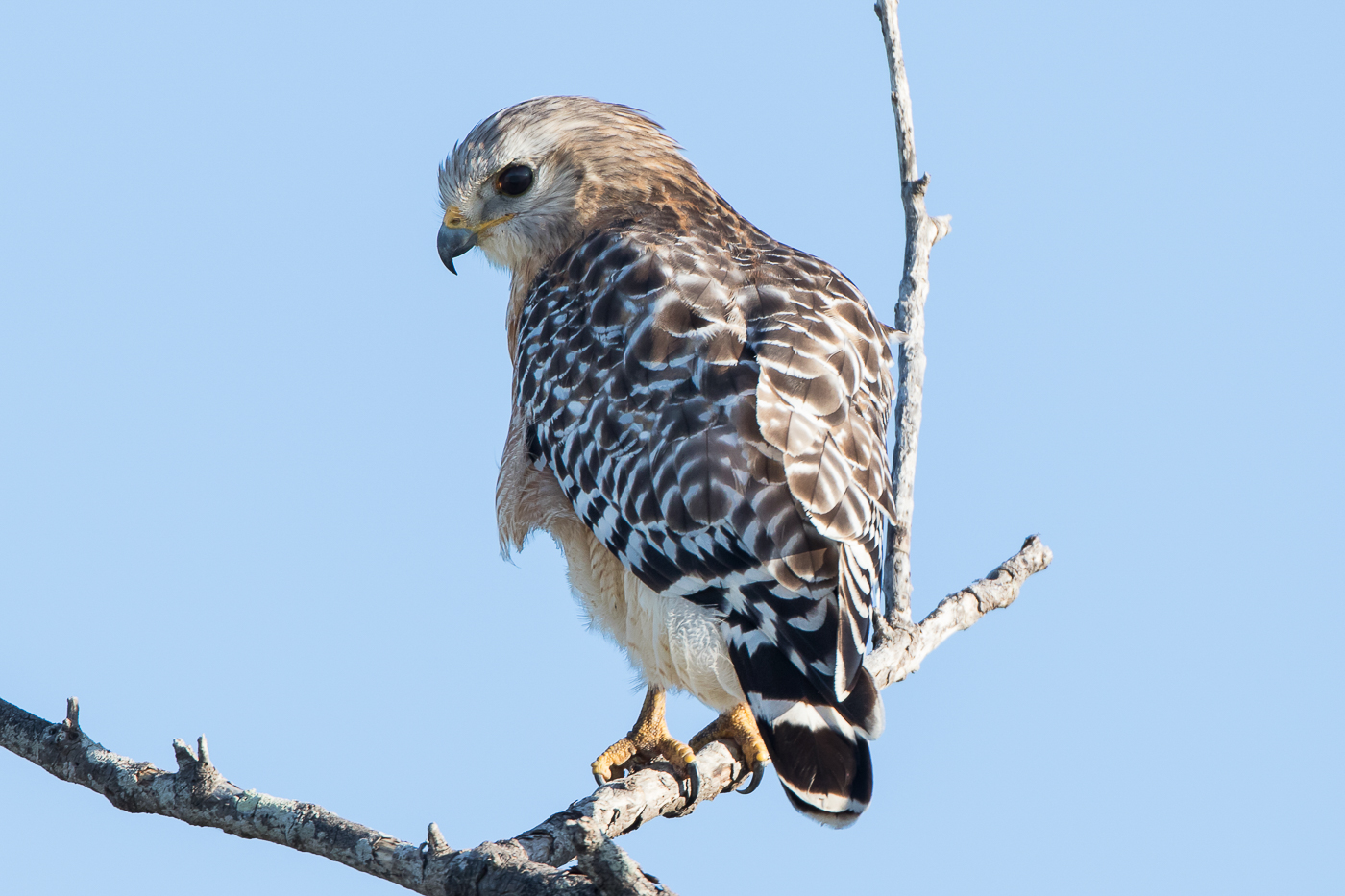 Red Shouldered Hawk Adult Jeremy Meyer Photography