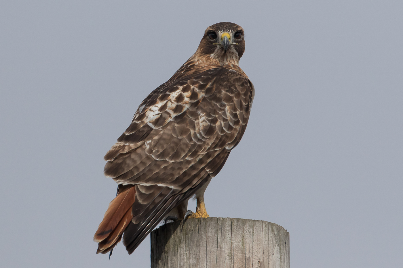 Red Tailed Hawk Adult Jeremy Meyer Photography