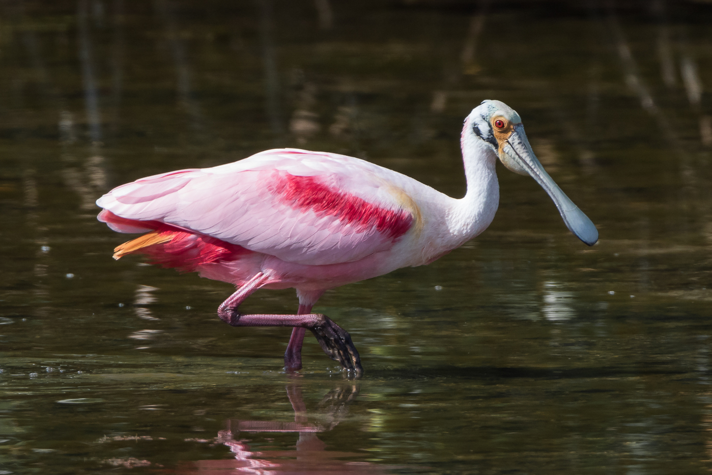 Roseate Spoonbill (breeding adult) – Jeremy Meyer Photography