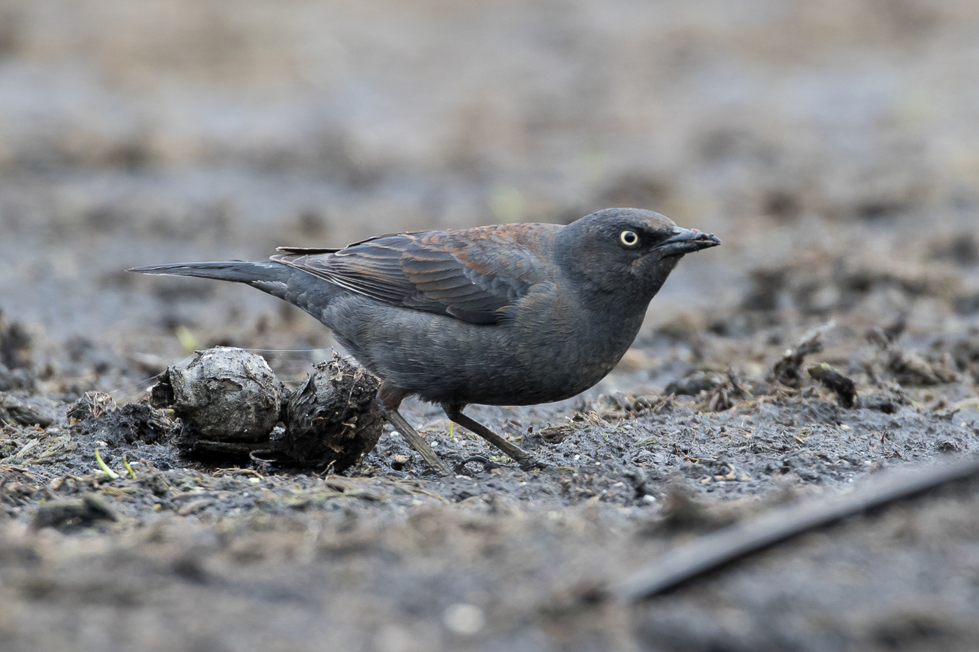 Rusty Blackbird (female) – Jeremy Meyer Photography