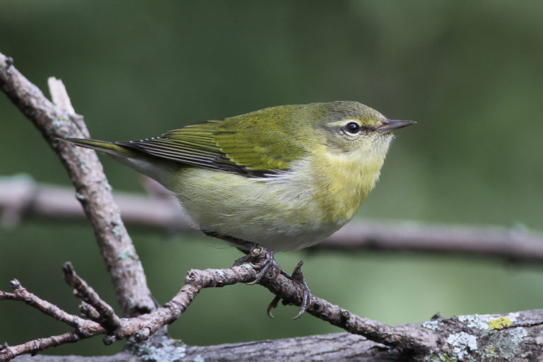 Tennessee Warbler (female-fall) – Jeremy Meyer Photography