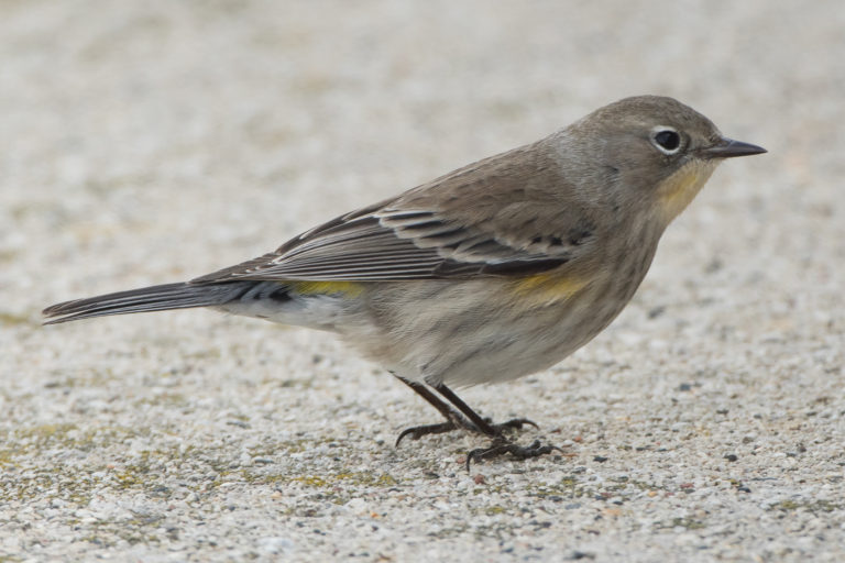 yellow rumped warbler audubon