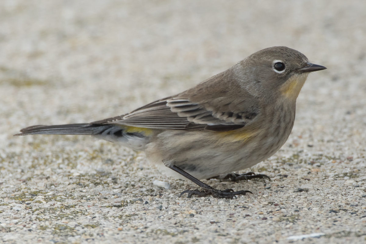 yellow-rumped-warbler-audubon-s-female-1st-fall-jeremy-meyer