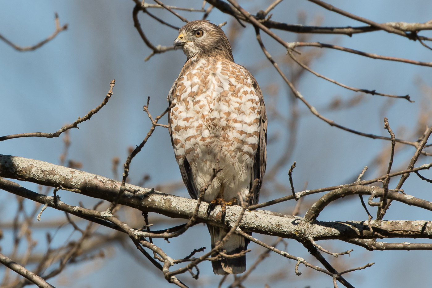 Broad-winged Hawk – Jeremy Meyer Photography