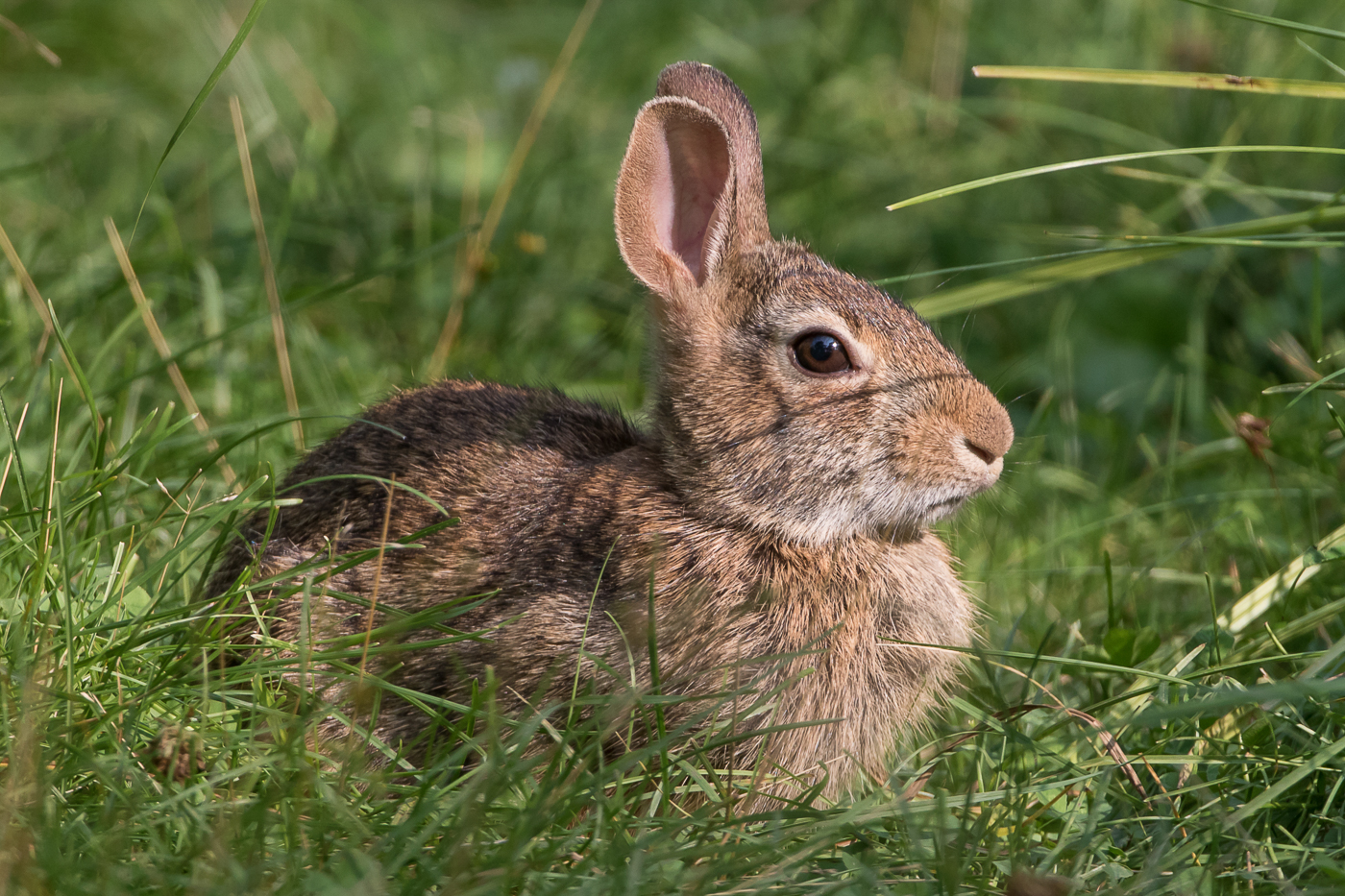 Eastern Cottontail Rabbit – Jeremy Meyer Photography