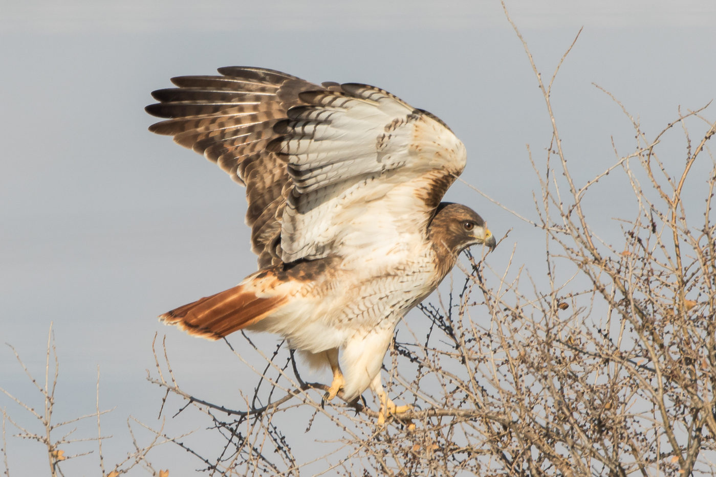 Red Tailed Hawk Adult Jeremy Meyer Photography