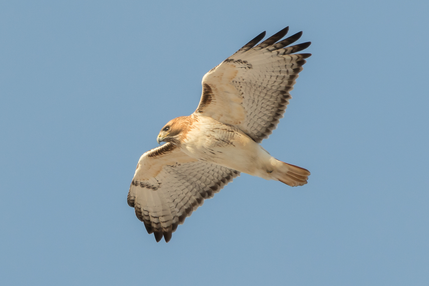 Red Tailed Hawk Adult Jeremy Meyer Photography