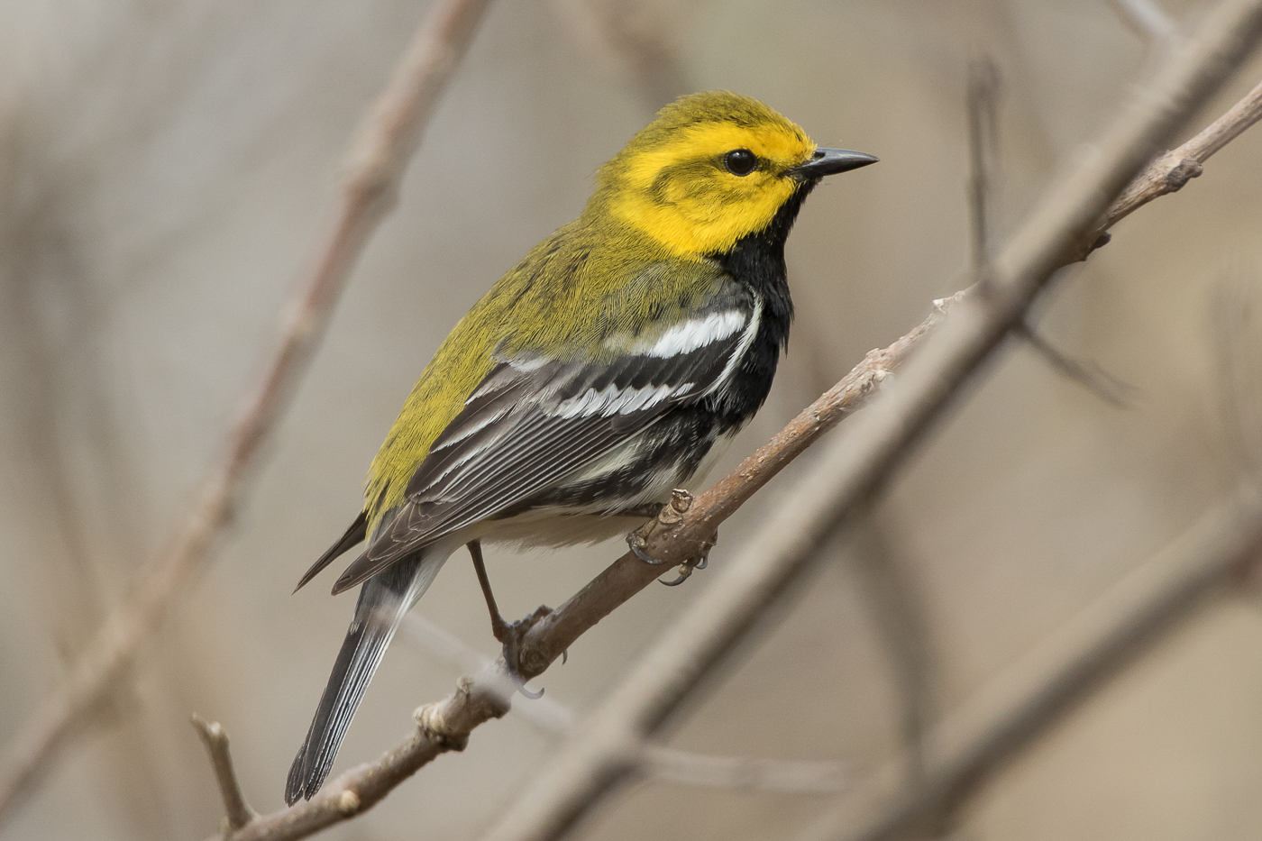 Black-throated Green Warbler (male-spring) – Jeremy Meyer Photography
