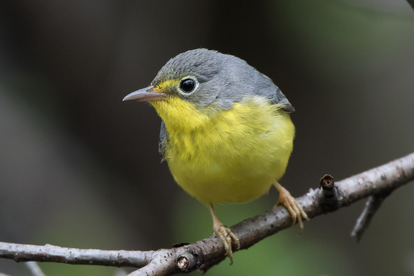 Canada Warbler (female-spring) – Jeremy Meyer Photography