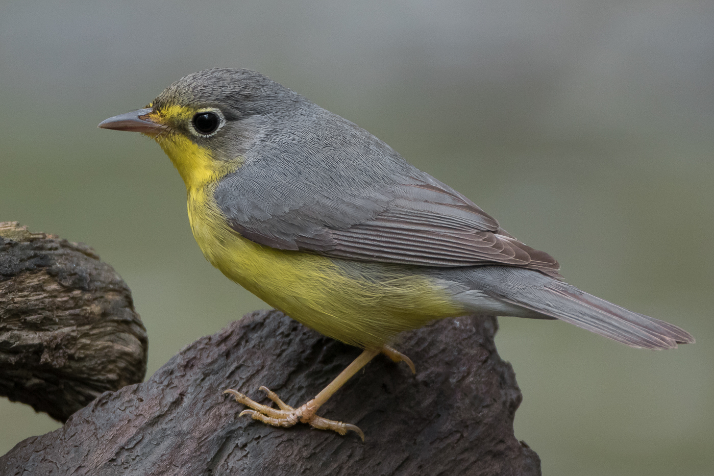 Canada Warbler (female-spring) – Jeremy Meyer Photography