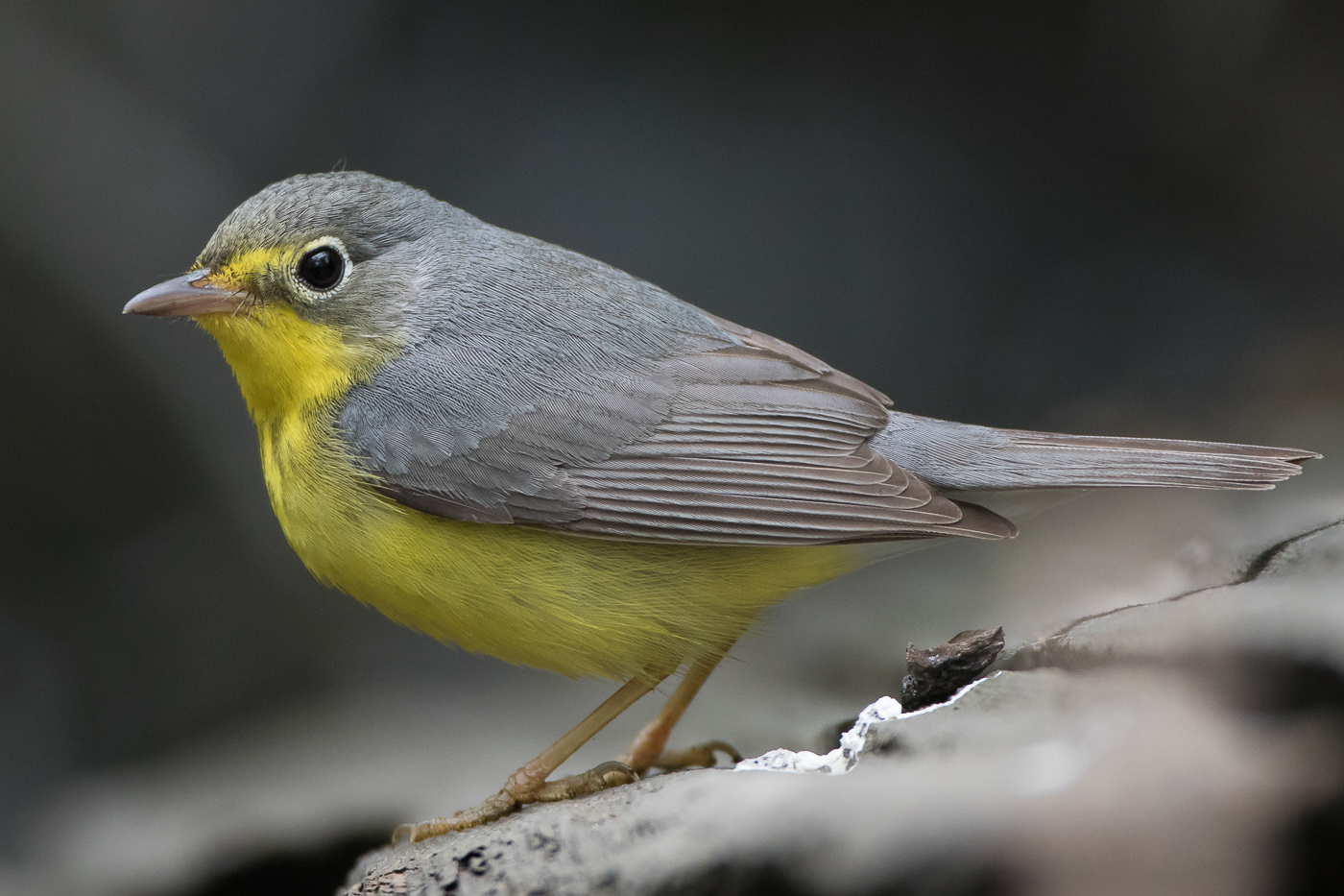 Canada Warbler (female-spring) – Jeremy Meyer Photography