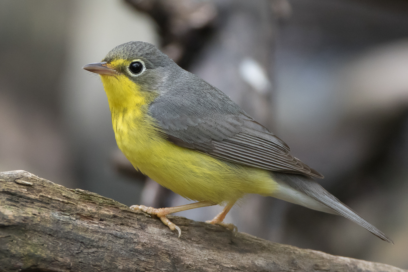 Canada Warbler (female-spring) – Jeremy Meyer Photography