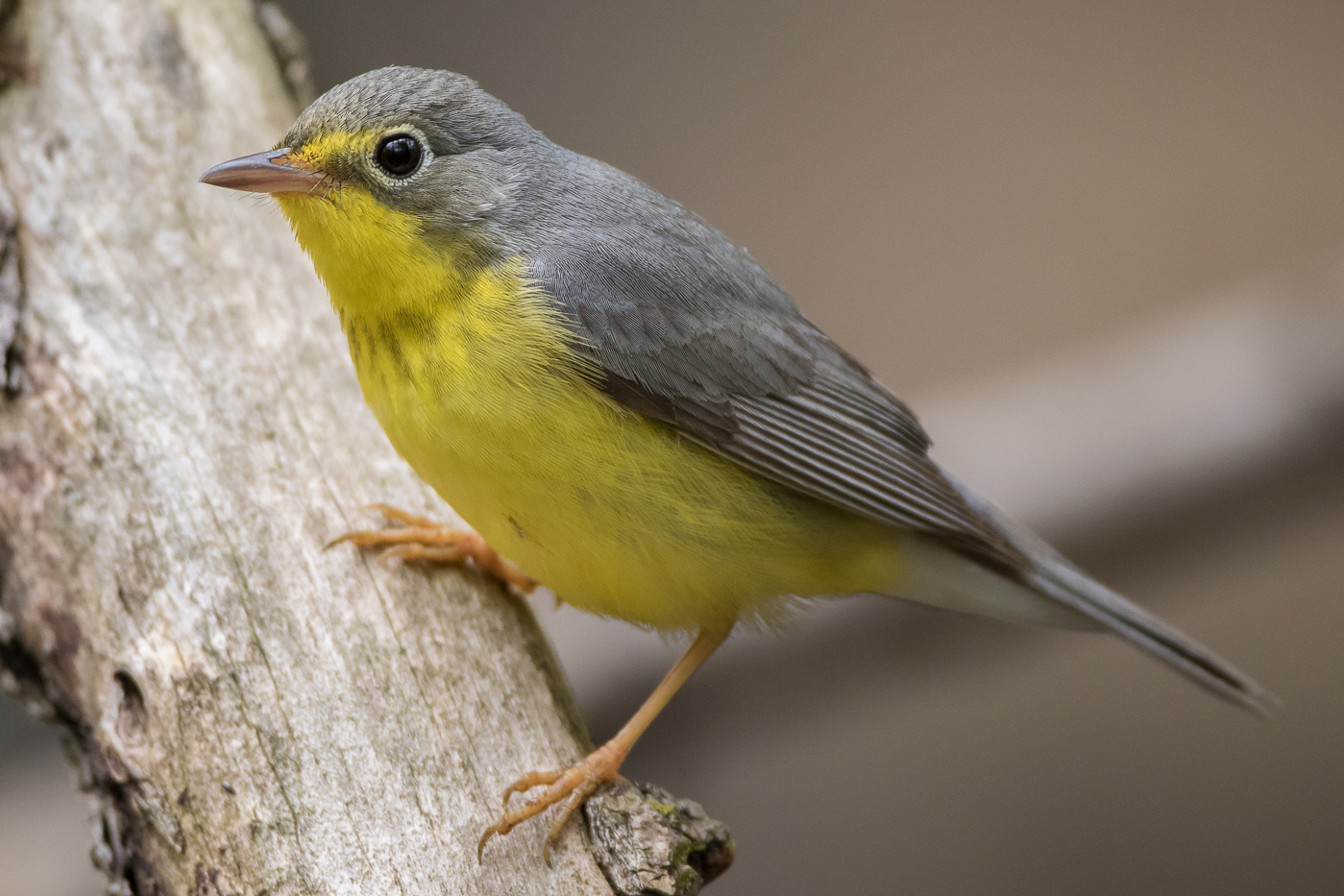 Canada Warbler (female-spring) – Jeremy Meyer Photography