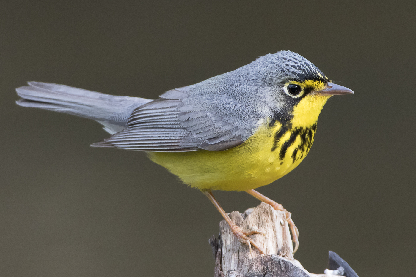 Canada Warbler (male-spring) – Jeremy Meyer Photography