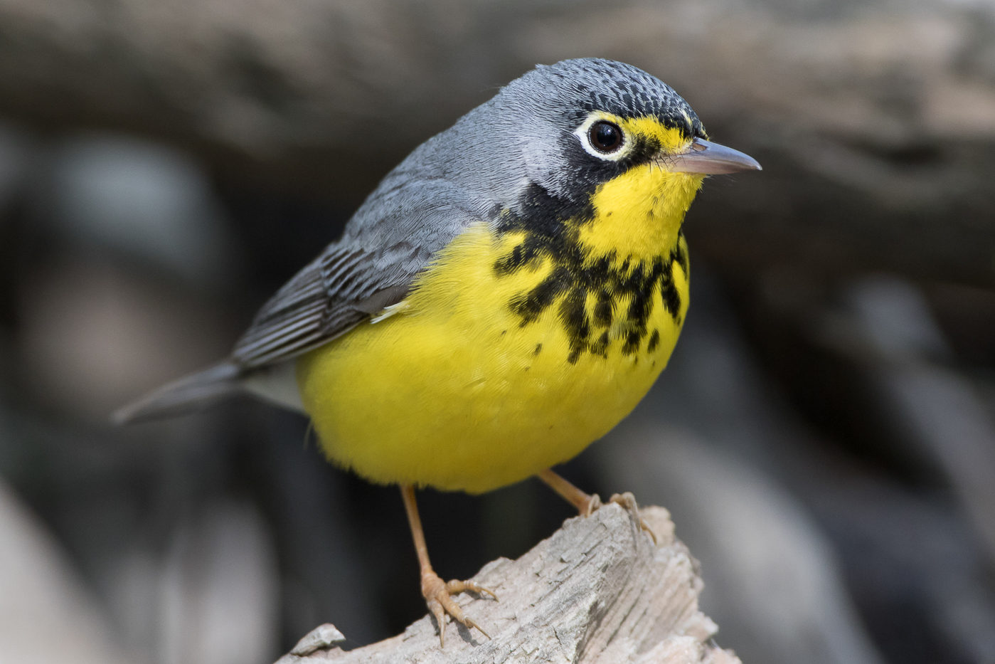 Canada Warbler (male-spring) – Jeremy Meyer Photography