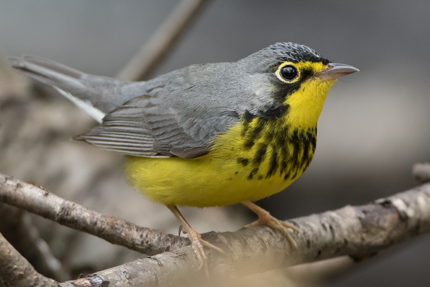 Canada Warbler (male-spring) – Jeremy Meyer Photography