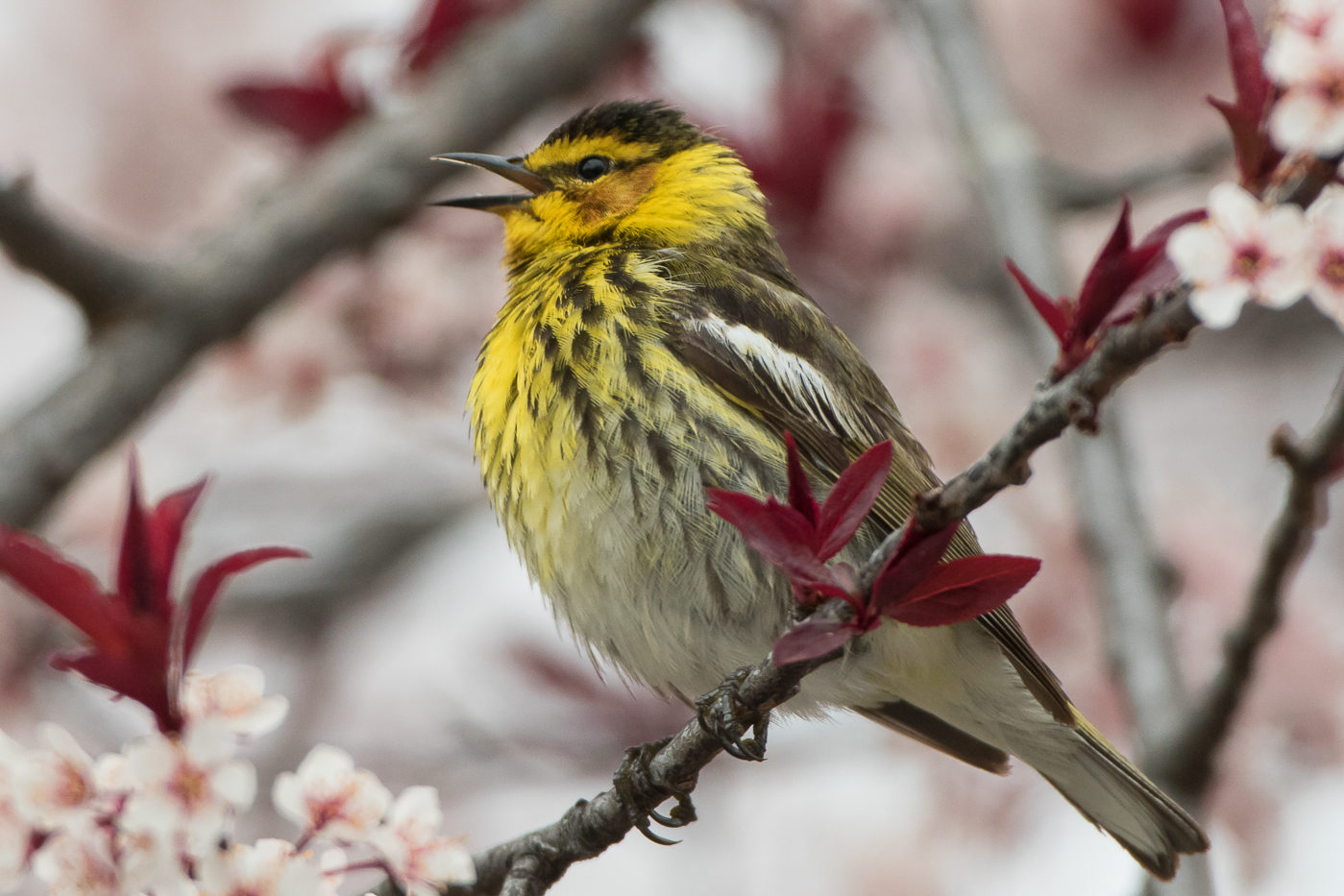 Cape May Warbler (male-spring) – Jeremy Meyer Photography