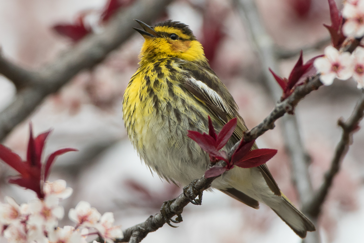 Cape May Warbler (male-spring) – Jeremy Meyer Photography