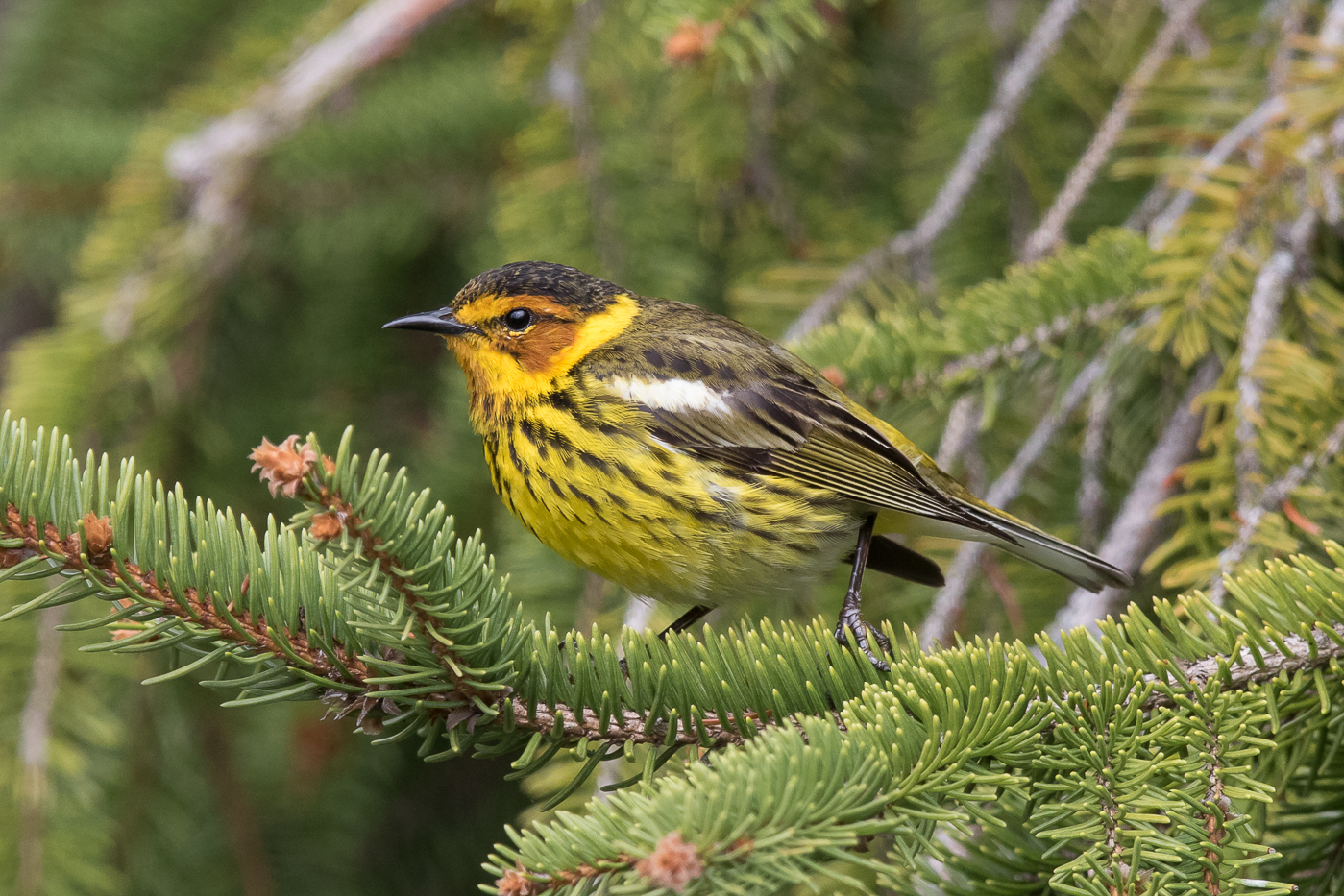 Cape May Warbler (male-spring) – Jeremy Meyer Photography