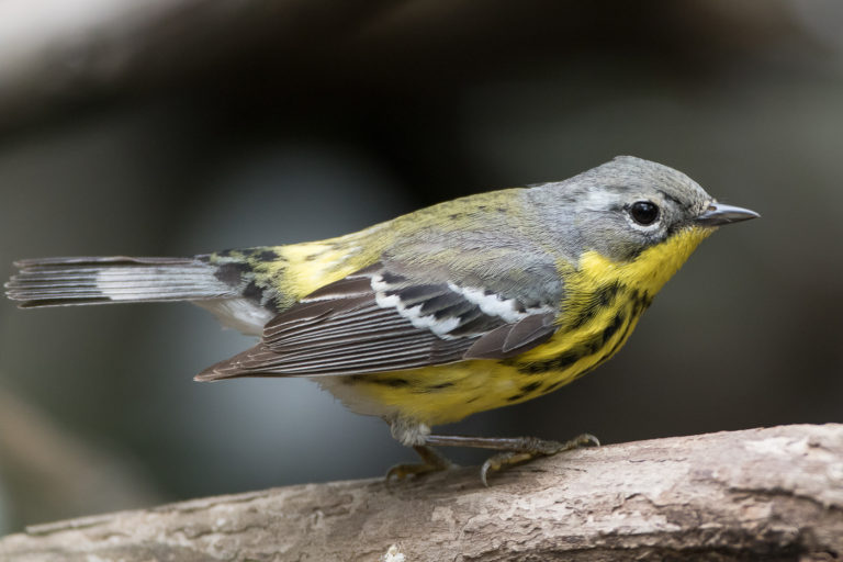 Magnolia Warbler (female-spring) – Jeremy Meyer Photography