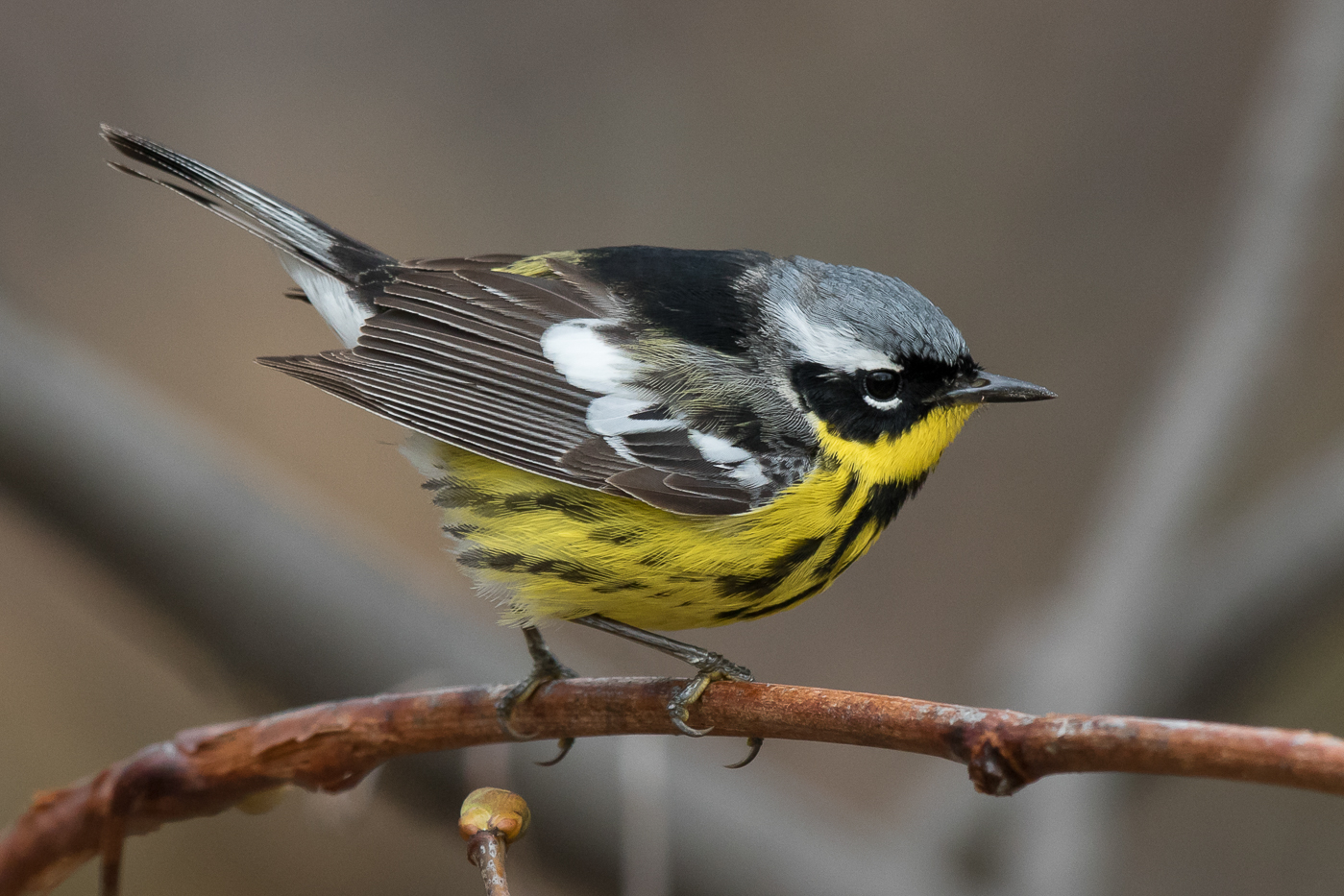 Magnolia Warbler (male-spring) – Jeremy Meyer Photography