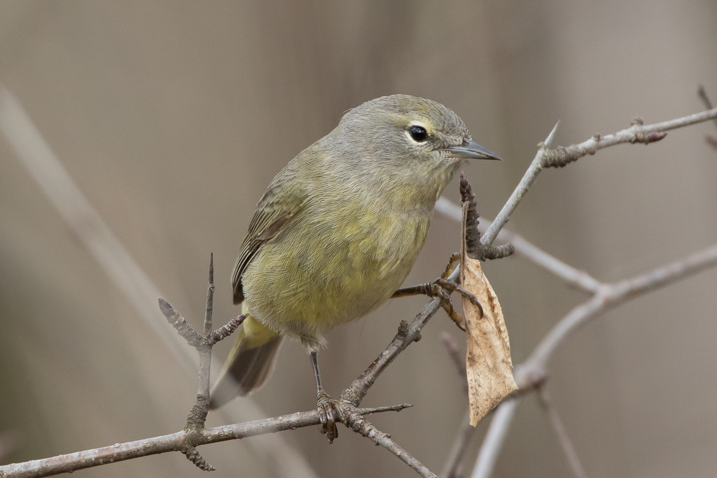 Orange-crowned Warbler (gray-headed – spring) – Jeremy Meyer Photography