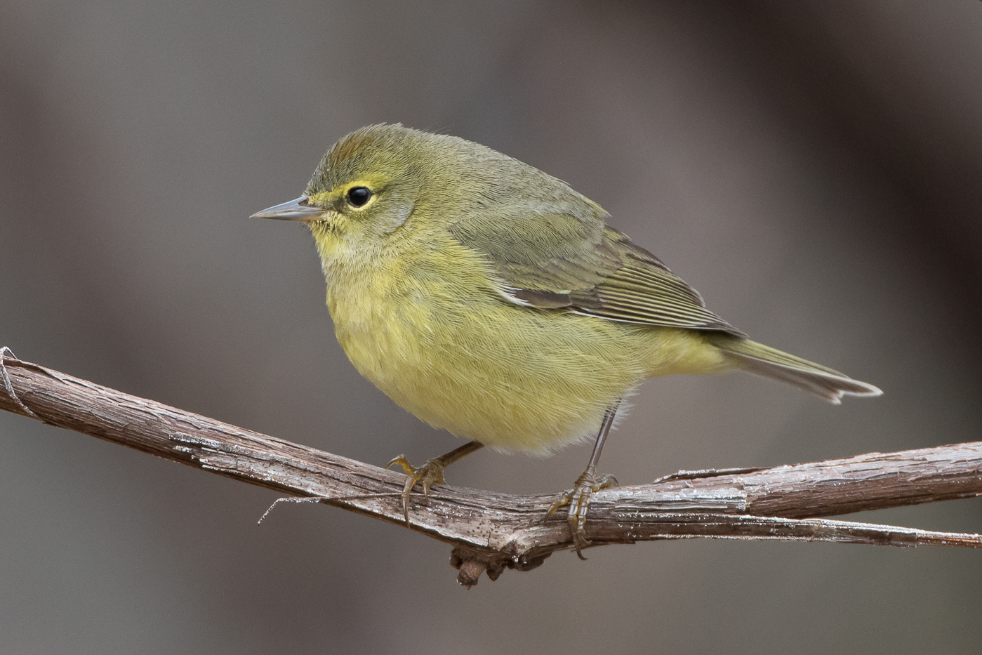 Orange-crowned Warbler (male-spring) – Jeremy Meyer Photography