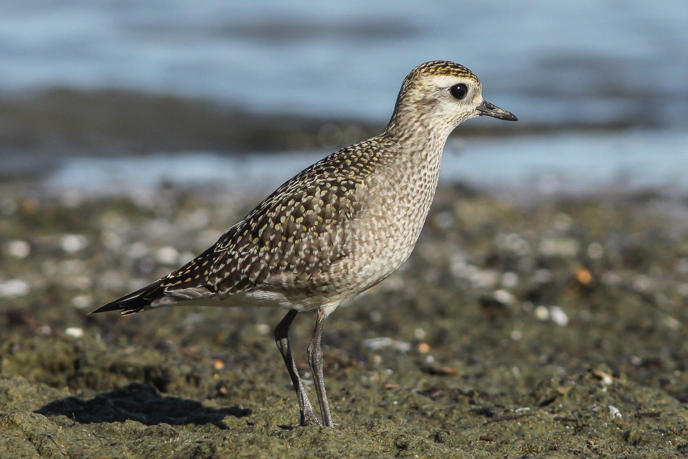 American Golden Plover (juvenile) – Jeremy Meyer Photography