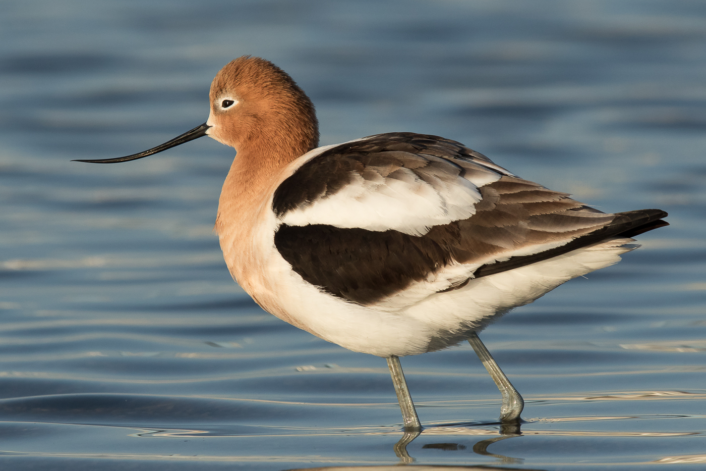 American Avocet (female) – Jeremy Meyer Photography